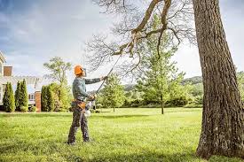 Best Palm Tree Trimming  in Hemby Bridge, NC